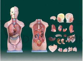 The model of dual-sex torso